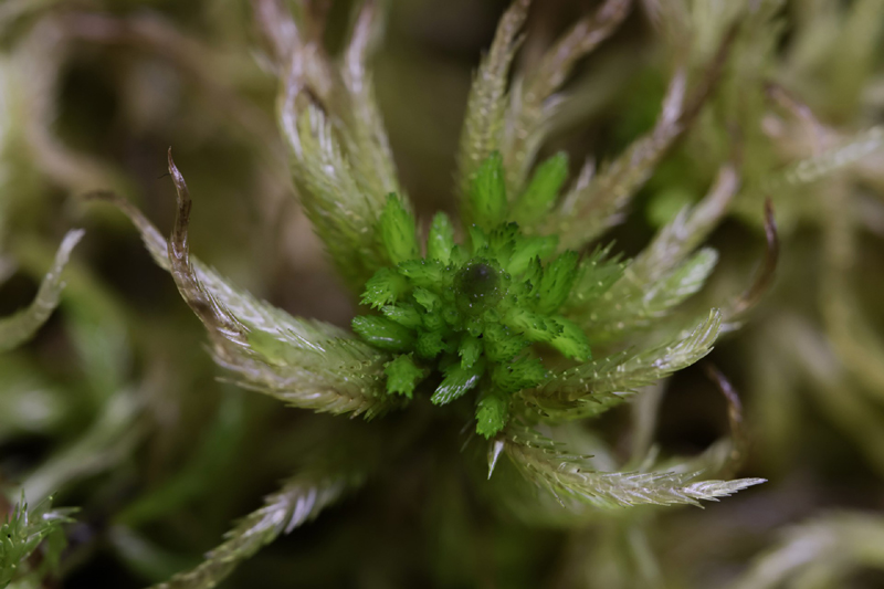 Sphagnum lindbergii